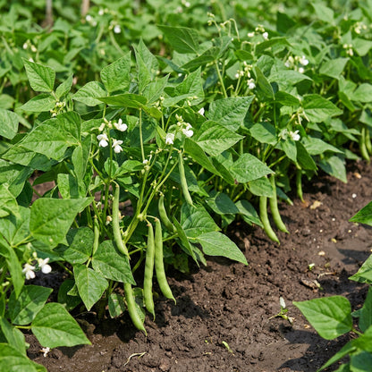 植え付け用白テパリー豆の種子 – 伝統種、非遺伝子組み換え、高発芽率の有機庭園用種子、乾燥に強い豆