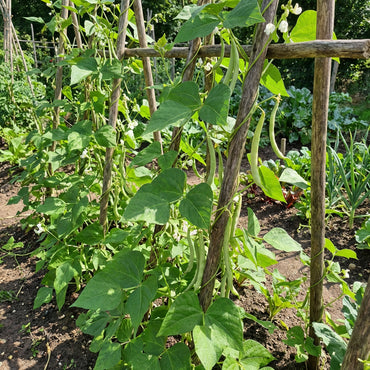 Weiße Tepary-Bohnensamen zum Pflanzen – Erbstück, Nicht-GVO, Hochkeimfähige Biologische Gartensamen für Dürretolerante Bohnen