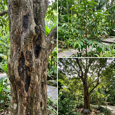 Semillas orgánicas de madera de agar (Aquilaria) para plantar – Semillas raras y aromáticas de árboles para cultivar