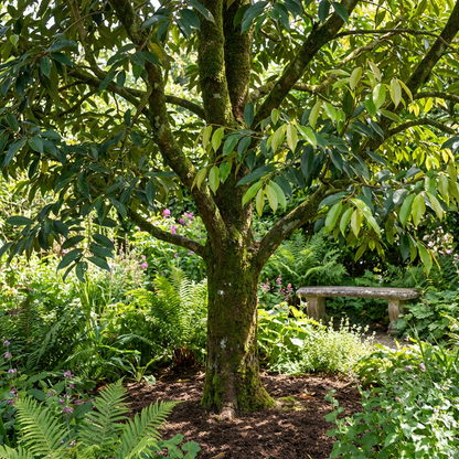 Rare Agarwood Tree Seeds for Planting – Exotic Tropical Woodland Species