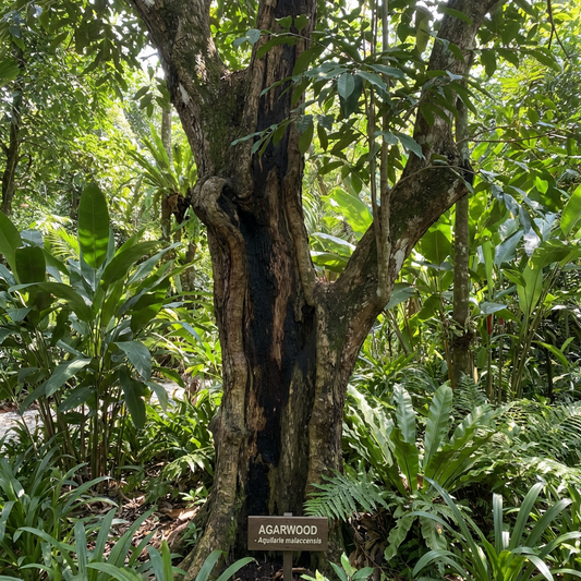 Semillas orgánicas de madera de agar (Aquilaria) para plantar – Semillas raras y aromáticas de árboles para cultivar