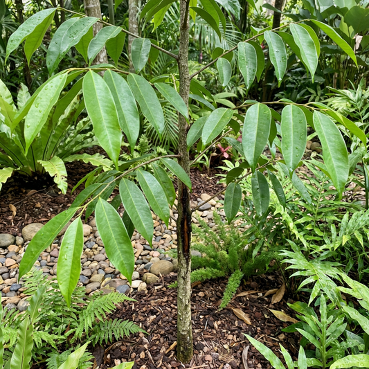 Semillas de árbol de ágar de Aquilaria malaccensis – Variedad rara de árbol aromático tropical