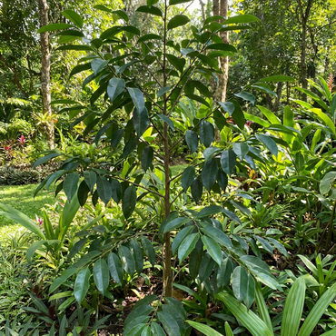 Semillas de árbol de ágar de Aquilaria malaccensis – Variedad rara de árbol aromático tropical