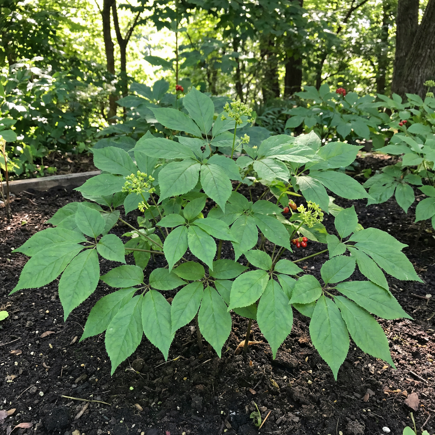 Semillas de Ginseng Coreano para Plantar – Semillas de Raíz Herbal Tradicional para Cultivo en Jardín Casero