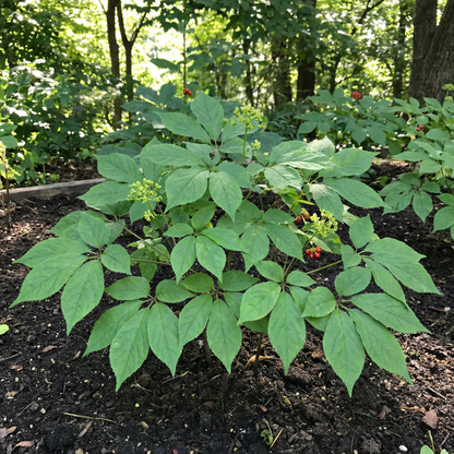 Semillas de Ginseng Coreano para Plantar – Semillas de Raíz Herbal Tradicional para Cultivo en Jardín Casero