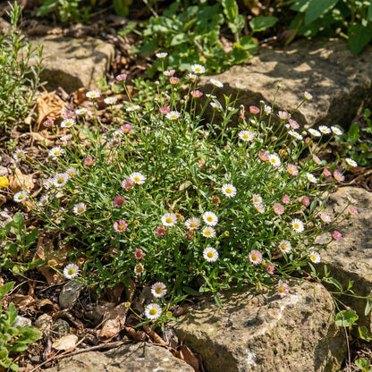 Mexican Daisy Seeds (Erigeron karvinskianus) | Heirloom Garden Flower
