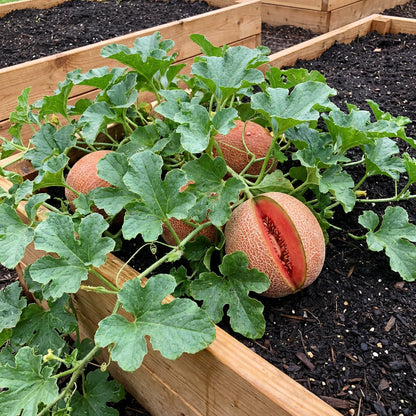 Red Cantaloupe Melon Fruit Seeds for Planting – Heirloom Garden Variety