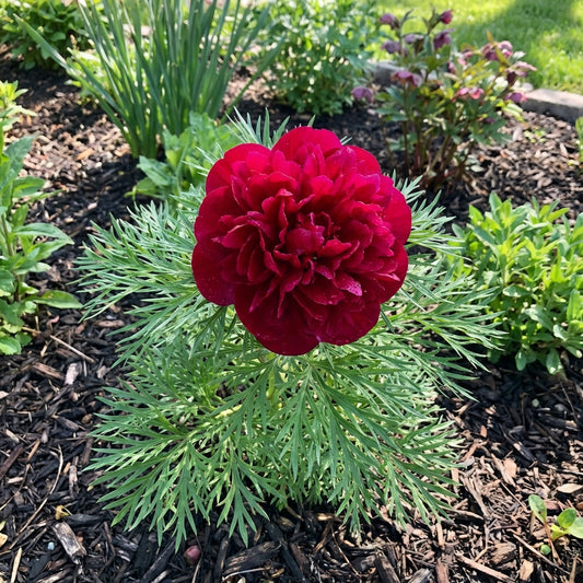 Double Flowering Fernleaf Peony Seeds for Planting – Heirloom, Non-GMO, High Germination Fragrant Blooms for Spring Gardens