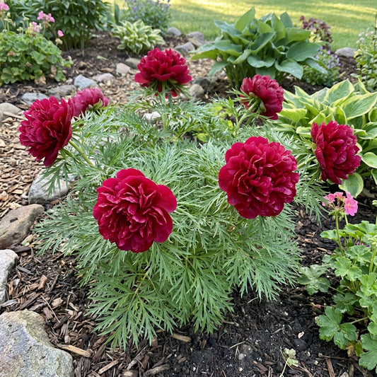 Double Flowering Fernleaf Peony (Paeonia tenuifolia) for Garden Planting