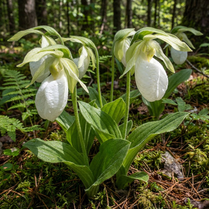 White Lady’s Slipper Flower Seeds for Planting – Rare Woodland Orchid Blooms