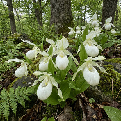White Lady’s Slipper Flower Seeds for Planting – Rare Woodland Orchid Blooms