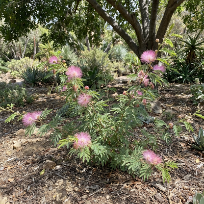 Pink Calliandra Eriophylla Plant Seeds for Planting – Heirloom, Non-GMO, High Germination Organic Garden Seeds
