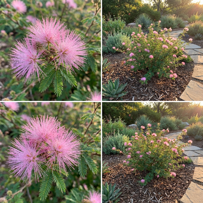 Pink Calliandra Plant Seeds for Planting | Ornamental Flowering Shrub for Home Garden