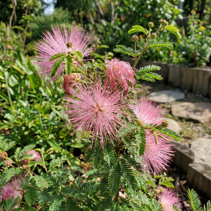 Pink Calliandra Plant Seeds for Planting | Ornamental Flowering Shrub for Home Garden