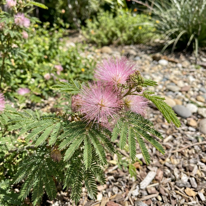 Pink Calliandra Plant Seeds for Planting | Calliandra eriophylla Flowering Shrub Seeds