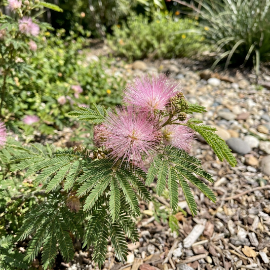 Pink Calliandra Plant Seeds for Planting | Calliandra eriophylla Flowering Shrub Seeds