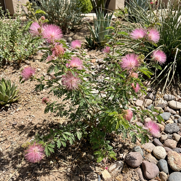 Pink Calliandra Plant Seeds for Planting | Calliandra eriophylla Flowering Shrub Seeds