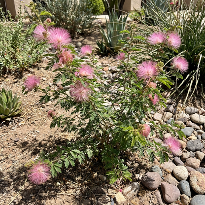 Pink Calliandra Plant Seeds for Planting | Calliandra eriophylla Flowering Shrub Seeds
