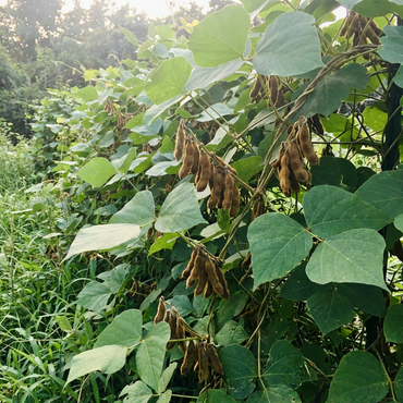 Kudzu Vine Seeds (Pueraria lobata) – Fast Growing Climber for Garden Planting