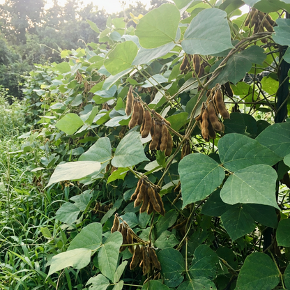 Kudzu Vine Seeds (Pueraria lobata) – Fast Growing Climber for Garden Planting