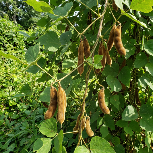 Kudzu Vine Seeds (Pueraria lobata) – Fast Growing Climber for Garden Planting