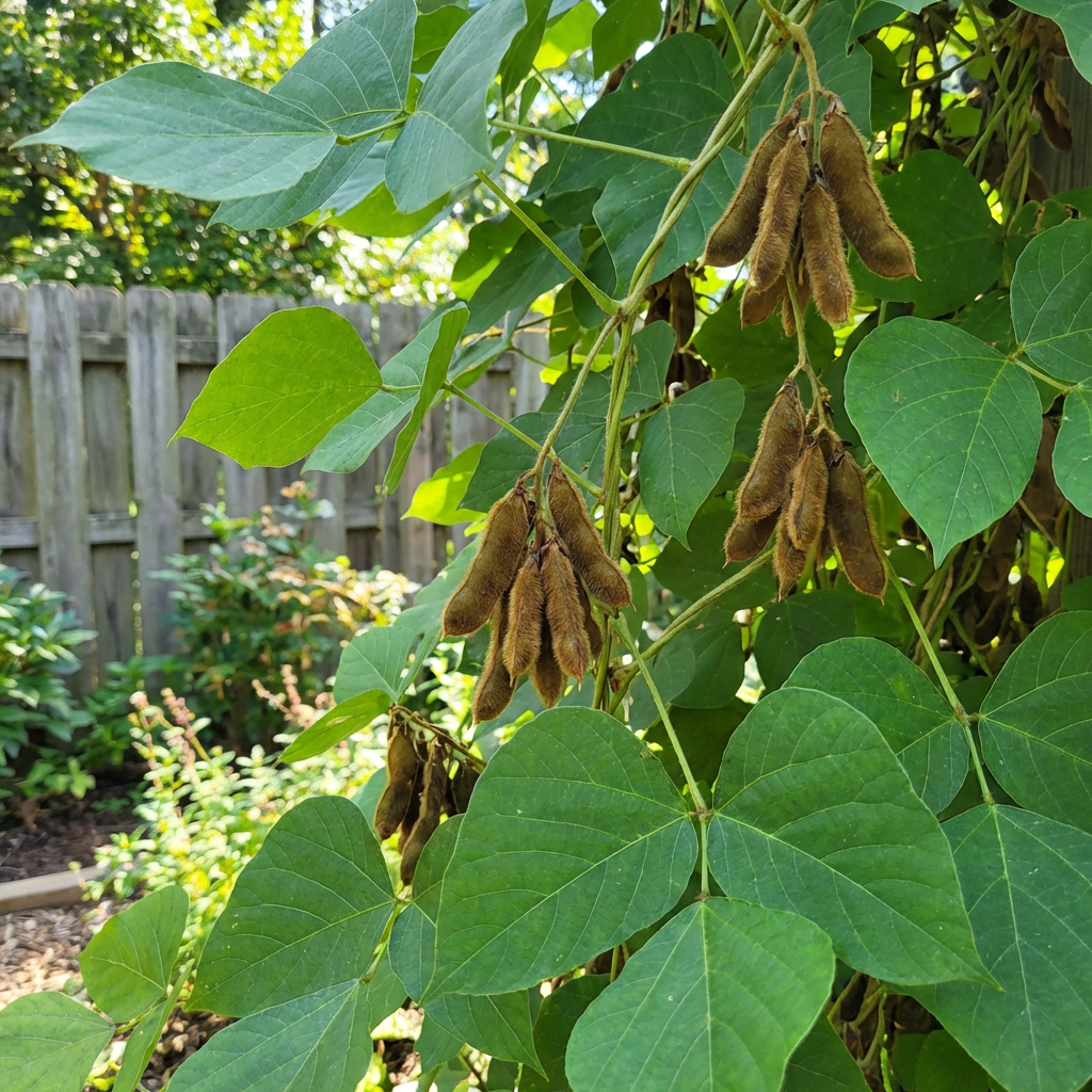 Kudzu Climbing Plant Seeds – Hardy Vine for Fences, Arbors & Large Gardens