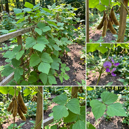 Kudzu Climbing Plant Seeds – Hardy Vine for Fences, Arbors & Large Gardens