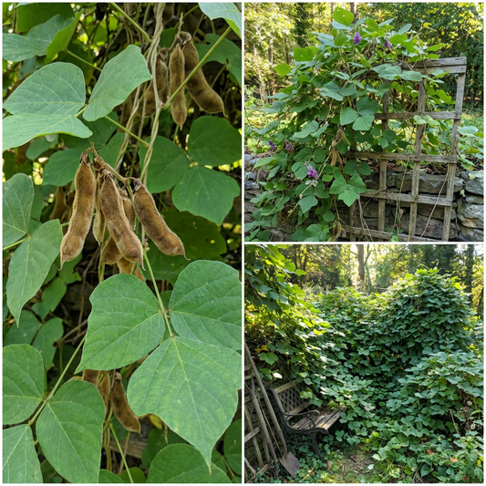 Kudzu Pueraria lobata Seeds for Planting – Heirloom, Non-GMO Fast-Growing Garden Vine Seeds