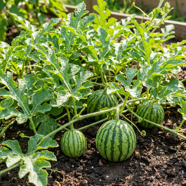 Seedless Watermelon Seeds for Home Gardening – Reliable Fruit Producing Variety