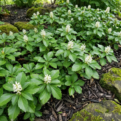 Pachysandra-Blumensamen (Pachysandra terminalis) – Immergrüne Bodendeckerpflanze