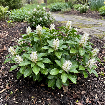 Pachysandra Flower Seeds for Planting – Non-GMO Heirloom | High Germination Organic Garden Seeds