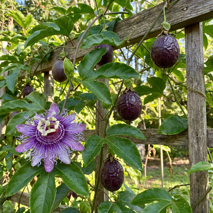 Purple Passion Fruit Seeds for Home Garden Planting – Heirloom Variety