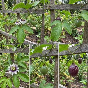 Purple Passion Fruit Seeds for Home Garden Planting – Heirloom Variety
