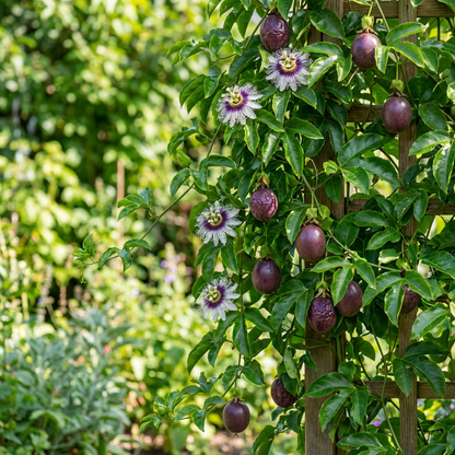 Purple Passion Fruit Seeds for Home Garden Planting – Heirloom Variety