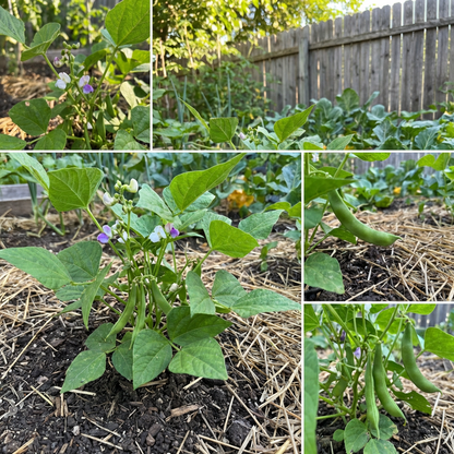 Green Tepary Bean Seeds for Planting | Heat & Drought Tolerant Dry Bean for Home Gardens