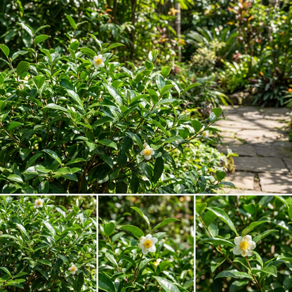 Camellia Sinensis Plant Seeds for Planting – Organic, Heirloom, Non-GMO Tea Plant Seeds