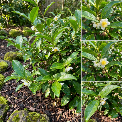 Camellia Sinensis Tea Plant Seeds for Planting – Traditional Tea Garden Variety