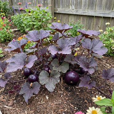 Lila Kürbiskerne (Cucurbita pepo) – Einzigartige alte Gartensorte