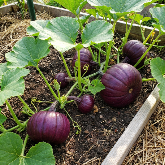 Lila Kürbiskerne (Cucurbita pepo) – Einzigartige alte Gartensorte