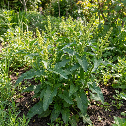 King Henry Plant Seeds (Chenopodium bonus-henricus) – Perennial Leafy Green for Garden Planting