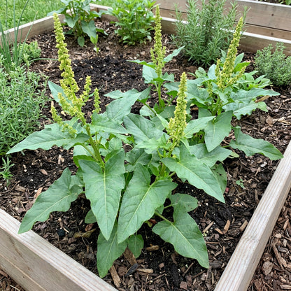 König Heinrich Pflanzensamen für den Hausgarten – Einfach anzubauende robuste Blattpflanzensorte