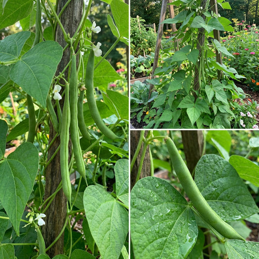 フェーズオルス・ヴァルガリス「ミズーリ・ワンダー」支柱豆の種まき用