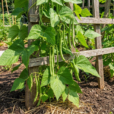 ミズーリの驚きのつる豆の種まき用 – 元気に伸びるつる性の青豆の品種、家庭菜園向け