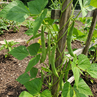 伝統種 ミズーリ・ワンダー つるありインゲン豆の種 – 栽培用つる性緑豆、非遺伝子組換え、有機園芸種子