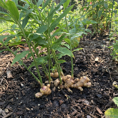 Organic Ginger Root Rhizomes for Planting – High Yield Non-GMO Garden Variety
