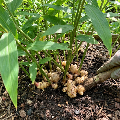 Organic Ginger Root Rhizomes for Planting – High Yield Non-GMO Garden Variety