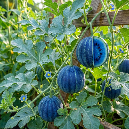 Citrullus lanatus ‘Blue’ Watermelon Fruit Seeds – Unique Heirloom Variety for Garden Growing