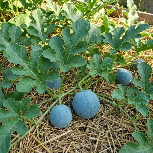 Citrullus lanatus ‘Blue’ Watermelon Fruit Seeds – Unique Heirloom Variety for Garden Growing