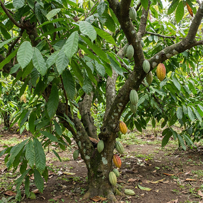 Cacao Fruit Seeds - Grow Your Own Chocolate Tree NON GMO Seeds for Planting Heirloom Organic Garden