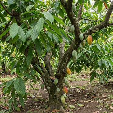 Kakaofruchtsamen (Theobroma cacao) – Tropische Schokoladenbaumsamen zum Pflanzen